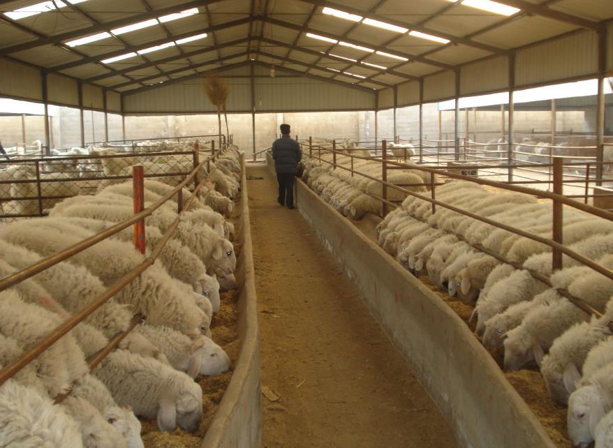 荒唐至极！大王庄村一养殖场废水直排对环境造成了严重影响|91香蕉下载污环保资讯