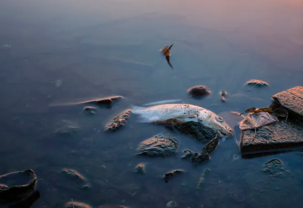 【惯犯】四川某碳素厂近几年来多次因违法排污被惩治|91香蕉下载污环保资讯